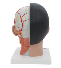 Asian Deluxe Head Model with Neck, 4 part - 3B Smart Anatomy