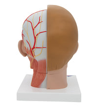 Human Head Model with Neck, 4 part - 3B Smart Anatomy