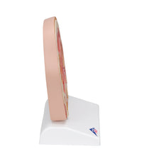 Model of Frontal Section of Human Head (paranasal sinuses) - 3B Smart Anatomy