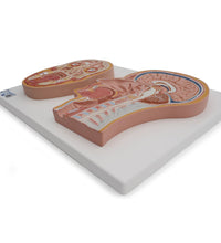Median and Frontal Section of Human Head