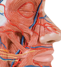 Half Head Model with Neck, Muscles, Blood Vessels & Nerve Branches - 3B Smart Anatomy