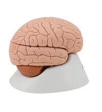Human Brain Model, 4 part - 3B Smart Anatomy