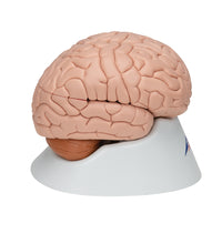 Human Brain Model, 8 part - 3B Smart Anatomy