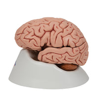 Classic Human Brain Model, 5 part - 3B Smart Anatomy