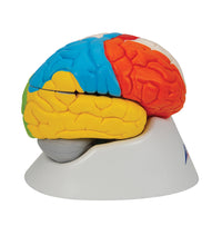 Human Neuro-Anatomical Brain Model, 8 part - 3B Smart Anatomy