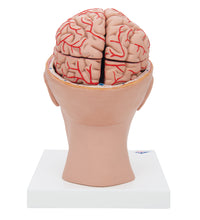 Human Brain Model with Arteries on Base of Head, 8 part - 3B Smart Anatomy