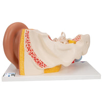 Human Ear Model, 3 times Life-Size, 4 part - 3B Smart Anatomy
