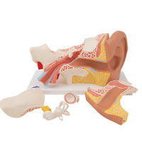 Human Ear Model, 3 times Life-Size, 6 part - 3B Smart Anatomy