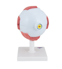 Human Eye Model, 5 times Full-Size, 6 part - 3B Smart Anatomy