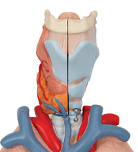 Human Lung Model with Larynx, 7 part - 3B Smart Anatomy