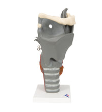 Functional Larynx Model, 2.5 times Full-Size - 3B Smart Anatomy