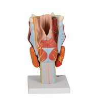 Human Larynx Model, 2 times Full-Size, 7 part - 3B Smart Anatomy