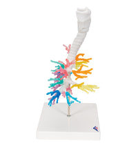 CT Bronchial Tree Model with Larynx - 3B Smart Anatomy