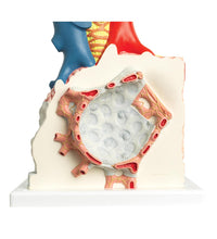Model of Pulmonary Lobule with Surrounding Blood Vessels, 130 times Magnified - 3B Smart Anatomy