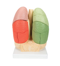 Segmented Lung Model - 3B Smart Anatomy