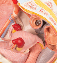 Female Pelvis Model in Median Section, 2 part - 3B Smart Anatomy