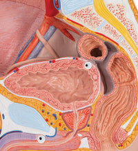 Male Pelvis Model in Median Section, 2 part - 3B Smart Anatomy