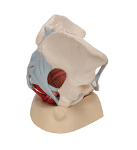 Female Pelvis Skeleton Model with Ligaments, Muscles & Organs, 4 part - 3B Smart Anatomy