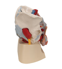 Male Pelvis Skeleton Model with Ligaments, Vessels, Nerves, Pelvic Floor Muscles & Organs, 7 part - 3B Smart Anatomy