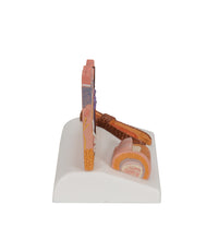 Microscopic Skin, Hair & Nail Model - 3B Smart Anatomy