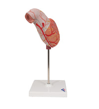Human Stomach Model, 2 part - 3B Smart Anatomy