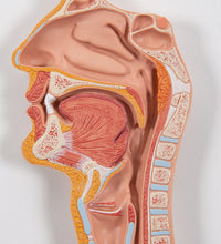 Human Digestive System Model, 3 part - 3B Smart Anatomy