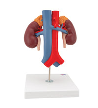Human Kidneys Model with Vessels - 2 Part - 3B Smart Anatomy