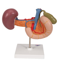Life-Size Model of Rear Organs of Upper Abdomen - 3B Smart Anatomy