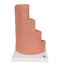 3B MICROanatomy Digestive System Model, 20-times Magnified - 3B Smart Anatomy