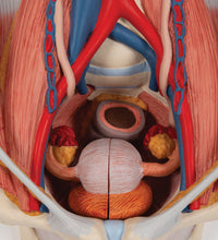 Dual Sex Urinary System Model, 6 part - 3B Smart Anatomy