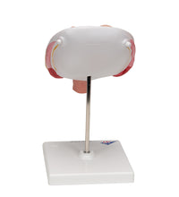 Twin Fetuses Model, 5th Month in Normal Position - 3B Smart Anatomy