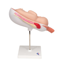 Fetus Model, 7th Month - 3B Smart Anatomy