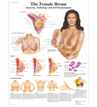 Wearable Breast Self Examination Model W/Case, Light Skin