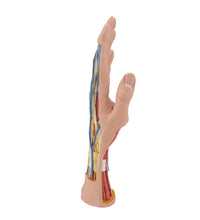Life-Size Hand Model with Muscles, Tendons, Ligaments, Nerves & Arteries, 3 part - 3B Smart Anatomy