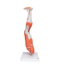 Muscle Leg Model, 3/4 Life-Size, 9 part - 3B Smart Anatomy