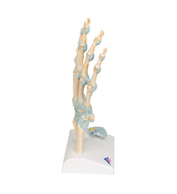 Hand Skeleton Model with Ligaments & Carpal Tunnel - 3B Smart Anatomy