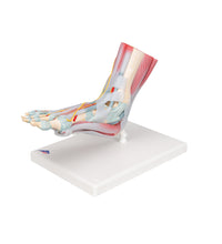 Foot Skeleton Model with Ligaments & Muscles - 3B Smart Anatomy
