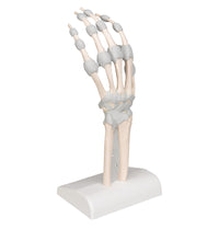 Hand Skeleton Model with Elastic Ligaments - 3B Smart Anatomy