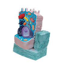 Animal Cell Model