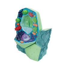Plant cell model