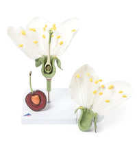 Cherry Blossom with Fruit (Prunus avium) Model
