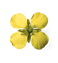 Canola Blossom (Brassica napus ssp. oleifera), Model