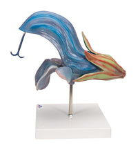 Meadow Clary Blossom (Salvia pratensis), Model