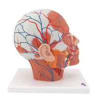 Head Musculature Model with Blood Vessels - 3B Smart Anatomy