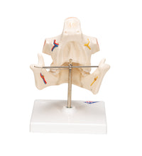Adult Denture Model with Nerves and Roots - 3B Smart Anatomy