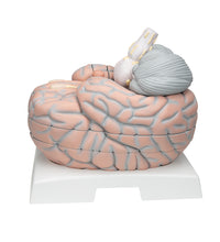 Giant Human Brain Model, 2.5 times Full-Size, 14 part - 3B Smart Anatomy