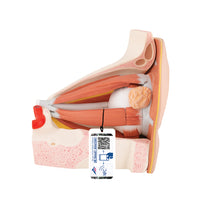 Human Eye Model, 5 times Full-Size, 12 part - 3B Smart Anatomy