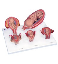 Intro to Obstetrics Lab Basic Set