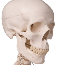 Human Skeleton Model Stan on Hanging Stand - 3B Smart Anatomy