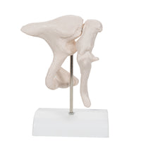 Human Ossicle Model, 20-times Maginified - 3B Smart Anatomy